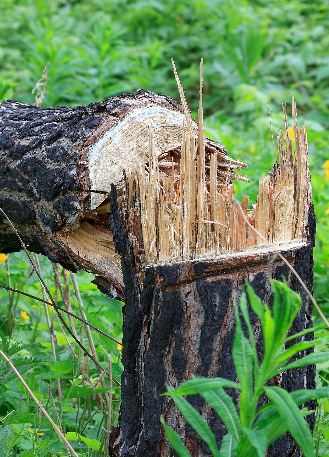 Talas, Podas y Desbroces